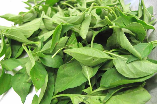 Ăn lá ớt theo cách này bạn sẽ thấy điều kỳ diệu sau 1 tuần mà không loại nhân sâm thuốc bổ nào có