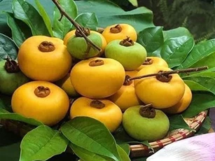 Quả thị chỉ nên ngửi chứ không nên ăn vì lý do đáng sợ này