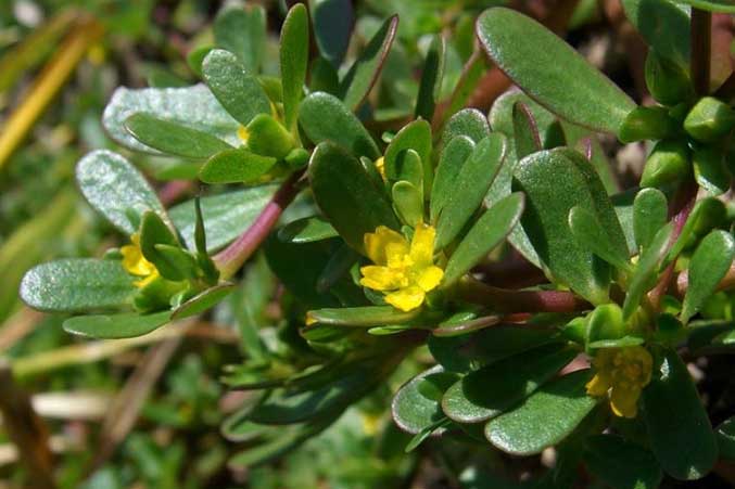 5 loại rau trường thọ được thế giới săn lùng, có loại đắt gấp 10 lần nhân sâm mà người Việt bỏ phí