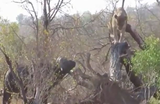 Clip: Sư tử suýt chết trước “cơn thịnh nộ” của bầy trâu