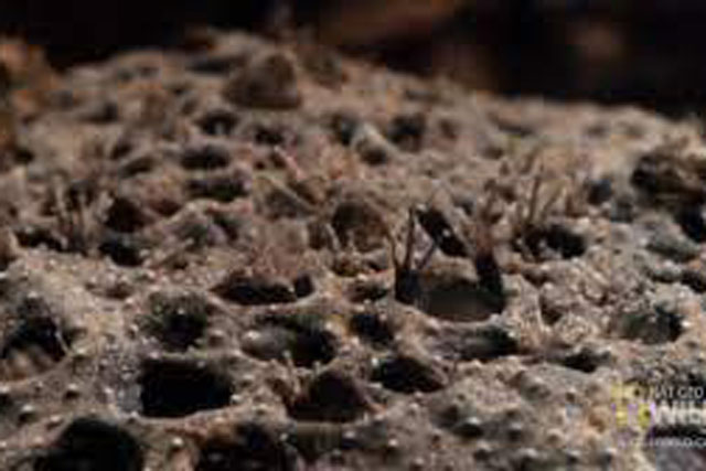 Loài động vật “quái gở”, sinh con bằng lưng