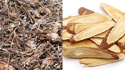 Uống nhân trần và cam thảo có thể gây rối loạn sinh dục nam