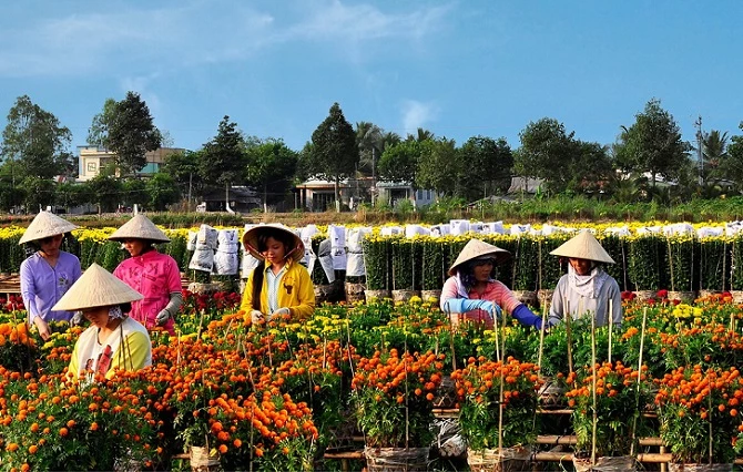 Nông dân ở Làng hoa Sa Đéc chuẩn bị hoa cung cấp cho thị trường Tết Nguyên đán 2023.