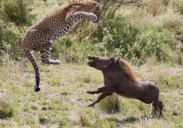 Cận cảnh cuộc ác chiến kinh hoàng giữa lợn bướu và báo