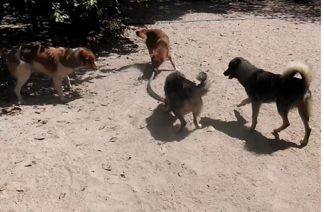 Clip: Cuộc chiến sinh tử giữa bầy chó với con rắn