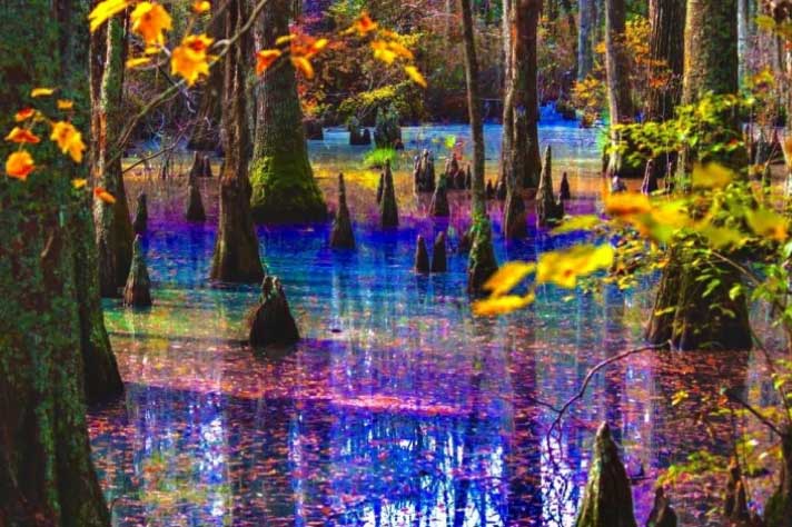 ‘Đầm lầy cầu vồng’ đẹp như chốn thần tiên chỉ người may mắn mới bắt gặp