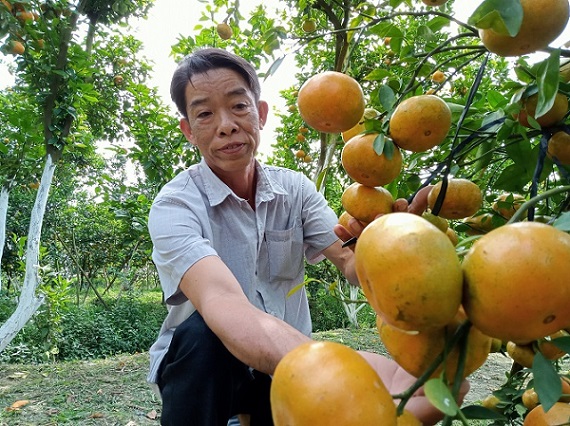 Trước thềm xuân Quý Mão 2023, hoa Sa Đéc và quýt hồng Lai Vung cùng “trẩy hội” 