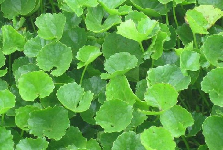 Cách giảm cân bằng rau má giúp diệt gọn 4kg mỡ cho vóc dáng đẹp