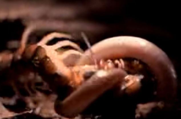 Clip: Rết khổng lồ tử chiến trước rắn kịch độc