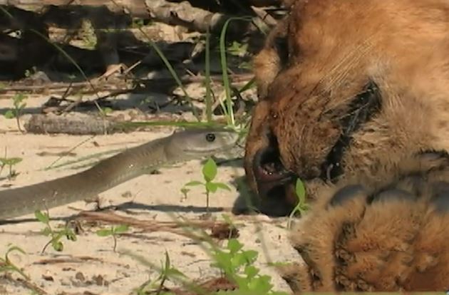 Clip: Sư tử chết thảm vì bị rắn kịch độc cắn