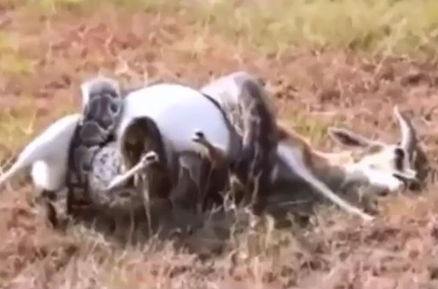 Clip: Trăn khổng lồ hạ sát linh dương