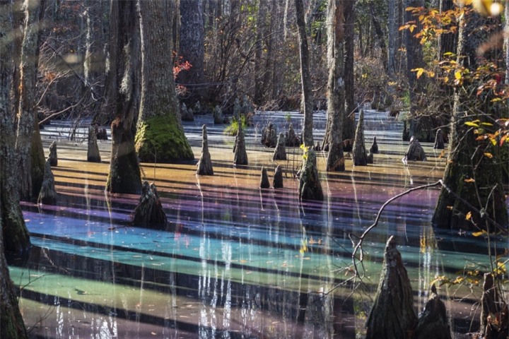 ‘Đầm lầy cầu vồng’ đẹp như chốn thần tiên chỉ người may mắn mới bắt gặp - 5