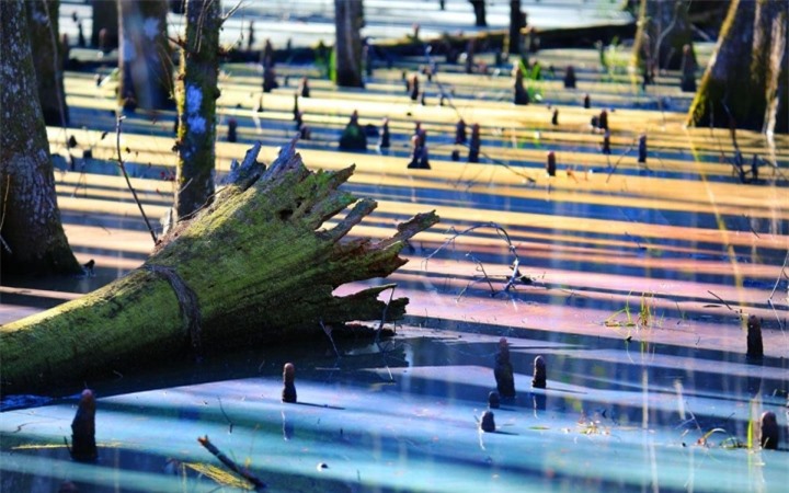 ‘Đầm lầy cầu vồng’ đẹp như chốn thần tiên chỉ người may mắn mới bắt gặp - 6