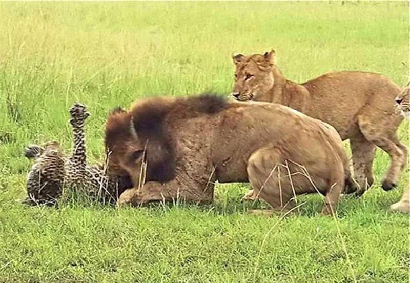 Khi đang tham quan vườn quốc gia Queen Elizabeth (Uganda), nhóm nghiên cứu thuộc chương trình Carnivore Uganda đã ghi lại được một khoảnh khắc cực kỳ tàn khốc trong thế giới động vật hoang dã. Đó là cảnh 9 con sư tử tấn công chú báo đốm đơn độc.