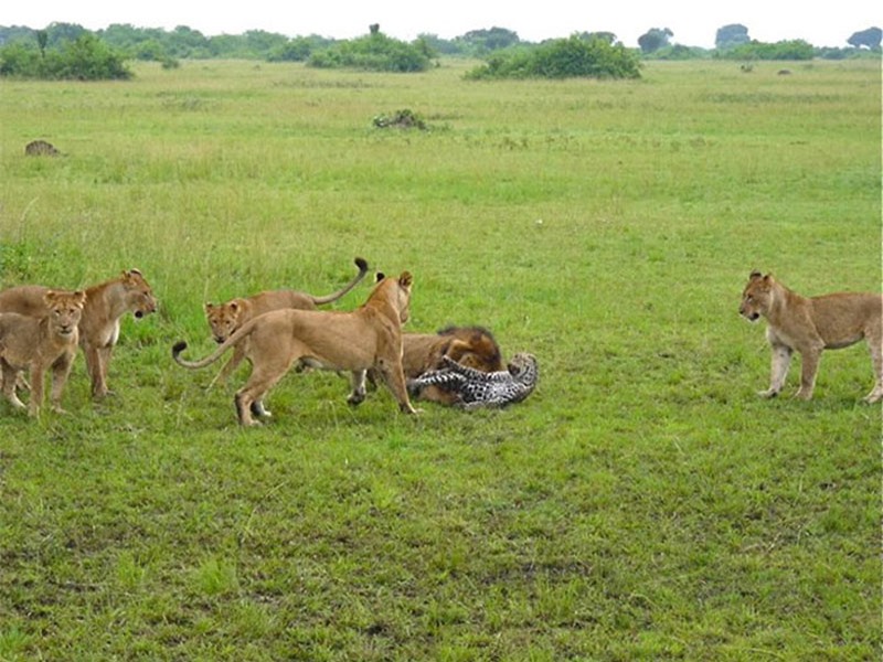 Trong lúc những con sư tử cái đứng bao vây gây áp lực, thì con sư tử đực lại lao lên trước khi tung ra cú cắn trí mạng vào cổ chú báo hoa mai.