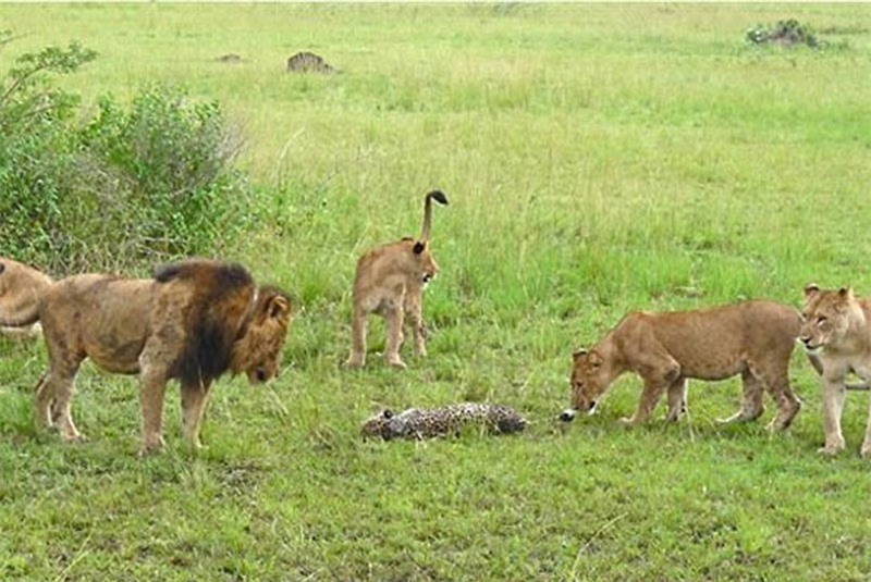 Bởi vì, đây chỉ là cuộc “tàn sát” nhằm cạnh tranh nguồn thức ăn chứ không phải là bầy sư tử muốn ăn thịt chú báo.