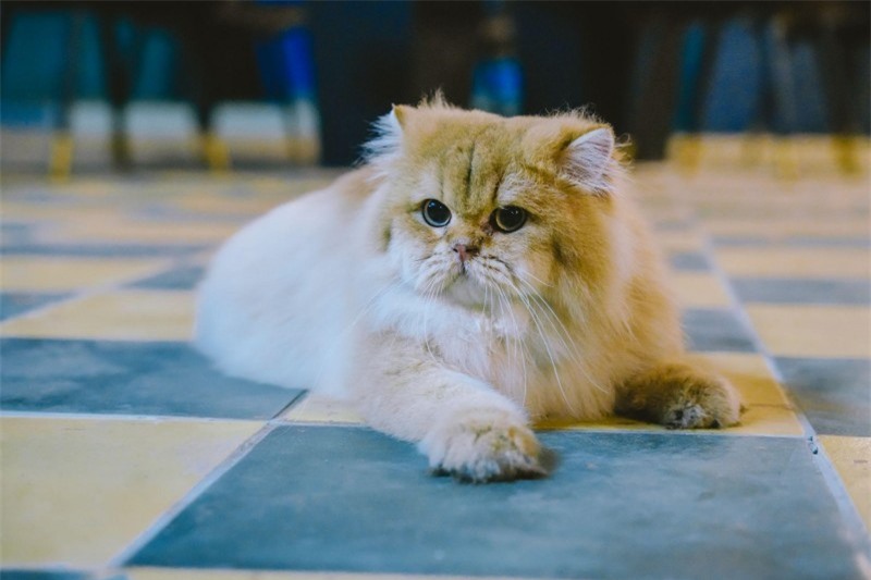 Nội dung chú thích ảnh