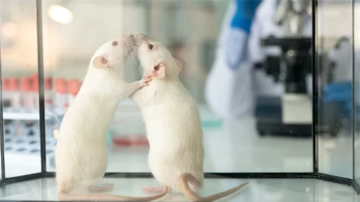 Tại sao loài chuột lại được lựa chọn để tham gia vào các thí nghiệm khoa học? - Ảnh 1.