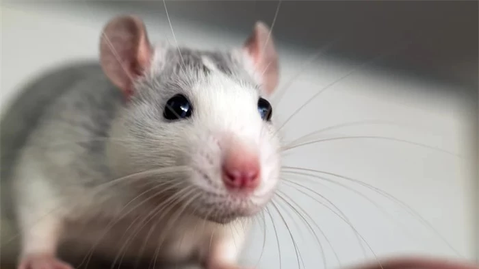 Tại sao loài chuột lại được lựa chọn để tham gia vào các thí nghiệm khoa học? - Ảnh 3.