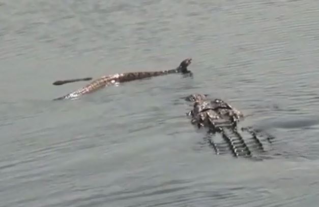 Clip: Cá sấu “xơi tái” rắn độc khổng lồ