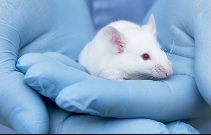 Tại sao loài chuột lại được lựa chọn để tham gia vào các thí nghiệm khoa học?