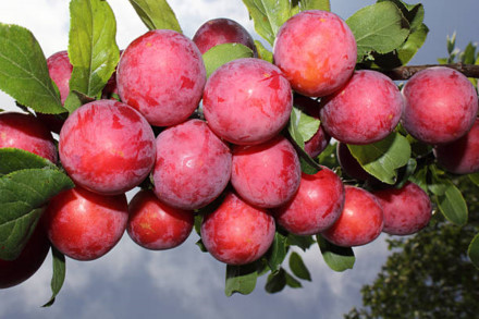 Mận - loại trái cây không phải ai cũng có thể ăn được