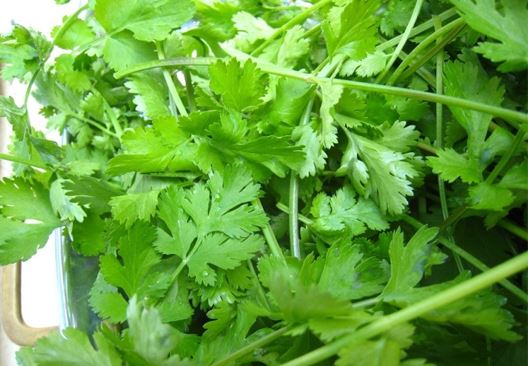 Uống hết 1 lít nước rau mùi theo cách này mỡ bụng tiêu hết