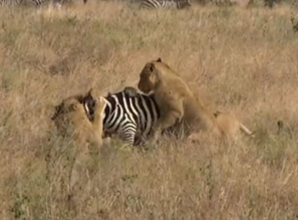 Clip: Bầy sư tử trổ tài mai phục, tóm gọn ngựa vằn