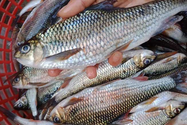 Cá tốt cho sức khỏe nhưng 5 nhóm người chớ ăn kẻo rước bệnh