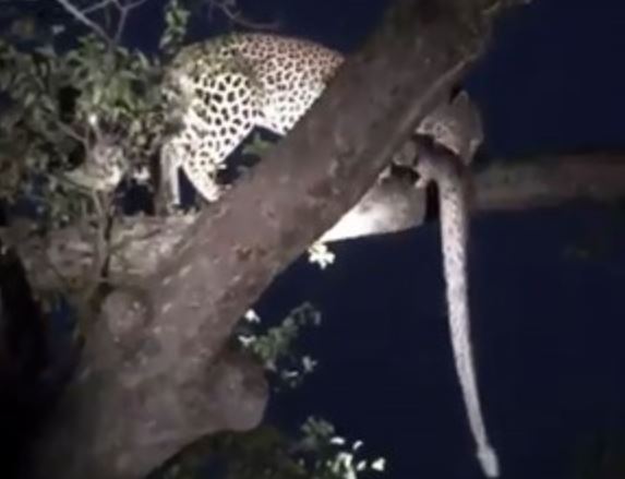 Clip: Báo hoa mai tha trăn khổng lồ lên cây để ăn thịt