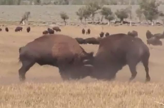Clip: Màn húc nhau kịch tính giữa 2 con bò rừng bison
