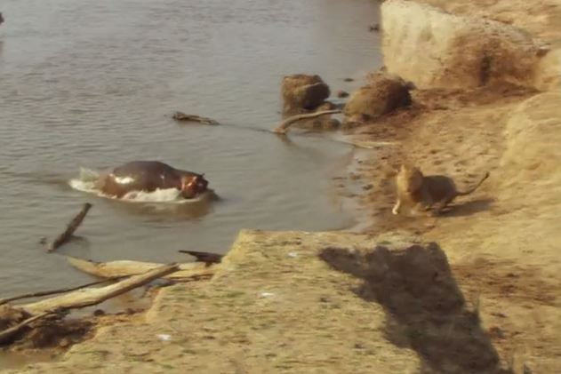 Clip: Bị hà mã tấn công, sư tử vội vàng bỏ chạy