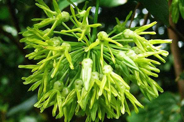 Lợi ích tuyệt vời của hoa thiên lý, ít ai biết đến