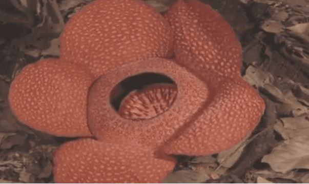 5 loài hoa kỳ lạ nắm giữ kỷ lục của thế giới tự nhiên