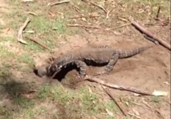 Clip: Kỳ đà đào hang bắt gọn thỏ trong chớp mắt