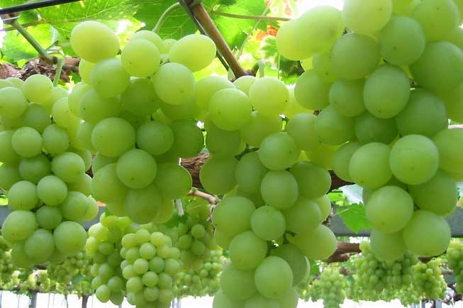 Lợi ích quý giá của quả nho với sức khỏe, chớ vội bỏ qua