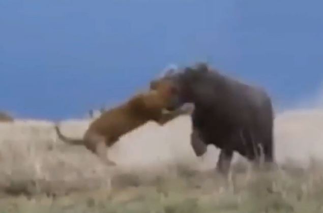 Clip: Sư tử bị hà mã cắn vỡ đầu