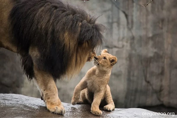 Sư tử con thoải mái vui đùa với cha của chúng. Nguồn: Oregon Zoo.