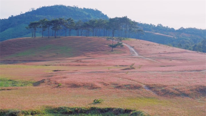 Xao xuyến trước cảnh đẹp như tranh vẽ của đồi cỏ hồng hoang sơ ở Đức Trọng - 1