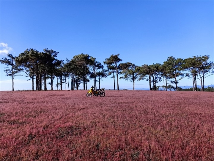 Xao xuyến trước cảnh đẹp như tranh vẽ của đồi cỏ hồng hoang sơ ở Đức Trọng - 3