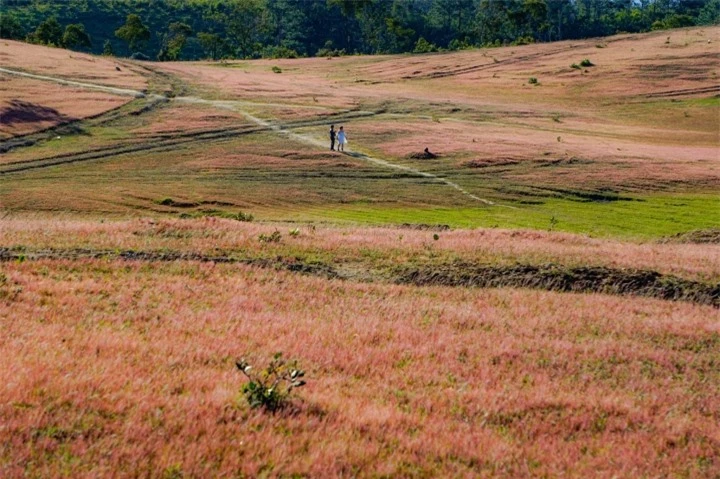 Xao xuyến trước cảnh đẹp như tranh vẽ của đồi cỏ hồng hoang sơ ở Đức Trọng - 4