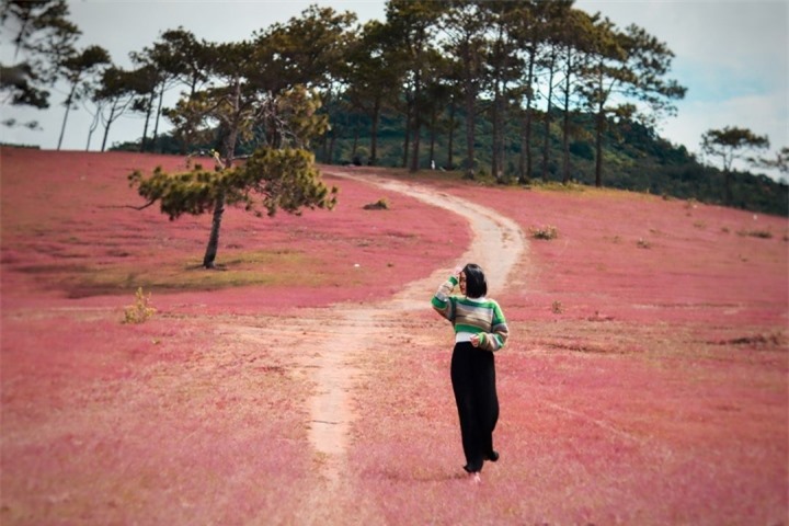 Xao xuyến trước cảnh đẹp như tranh vẽ của đồi cỏ hồng hoang sơ ở Đức Trọng - 5