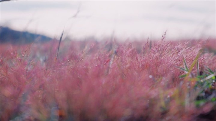 Xao xuyến trước cảnh đẹp như tranh vẽ của đồi cỏ hồng hoang sơ ở Đức Trọng - 6