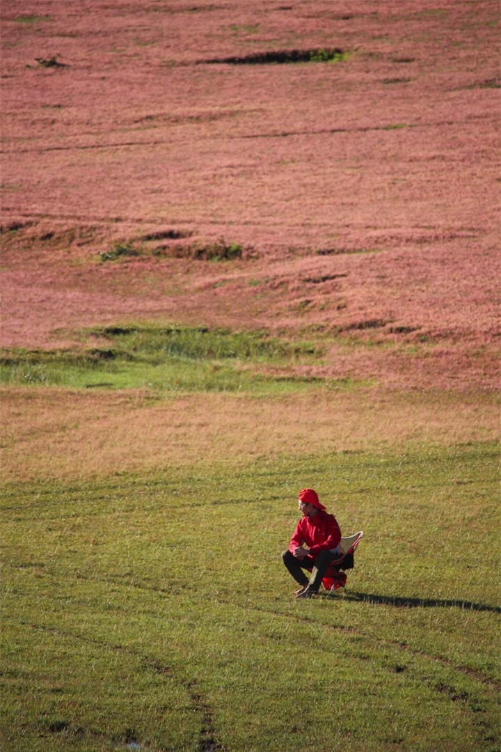 Xao xuyến trước cảnh đẹp như tranh vẽ của đồi cỏ hồng hoang sơ ở Đức Trọng - 8