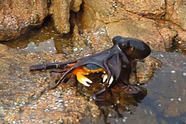 Clip: Bạch tuộc “phi thân” lên bờ săn giết cua