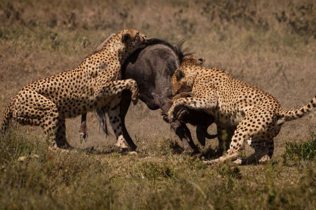 Clip: Báo săn “gọi hội” truy sát linh dương đầu bò