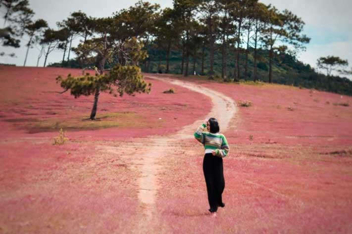 Xao xuyến trước cảnh đẹp như tranh vẽ của đồi cỏ hồng hoang sơ ở Đức Trọng