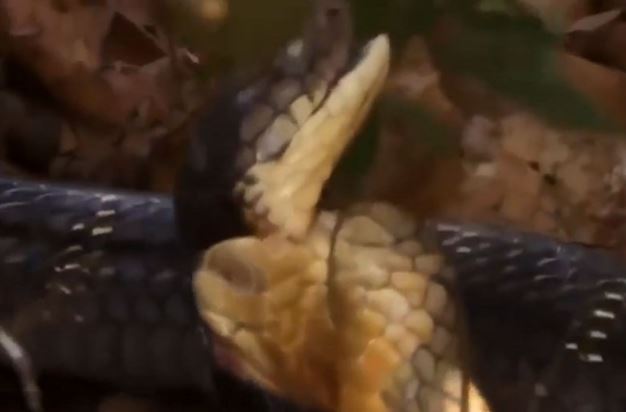 Clip: Hổ mang chúa khổng lồ giết bạn tình vì không được giao phối