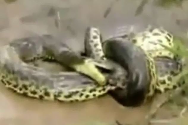 Clip: Trăn khổng lồ ăn thịt cá sấu ngay dưới nước