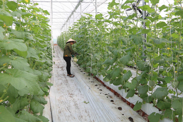 Giá trị toàn ngành nông nghiệp năm 2022 tăng cao